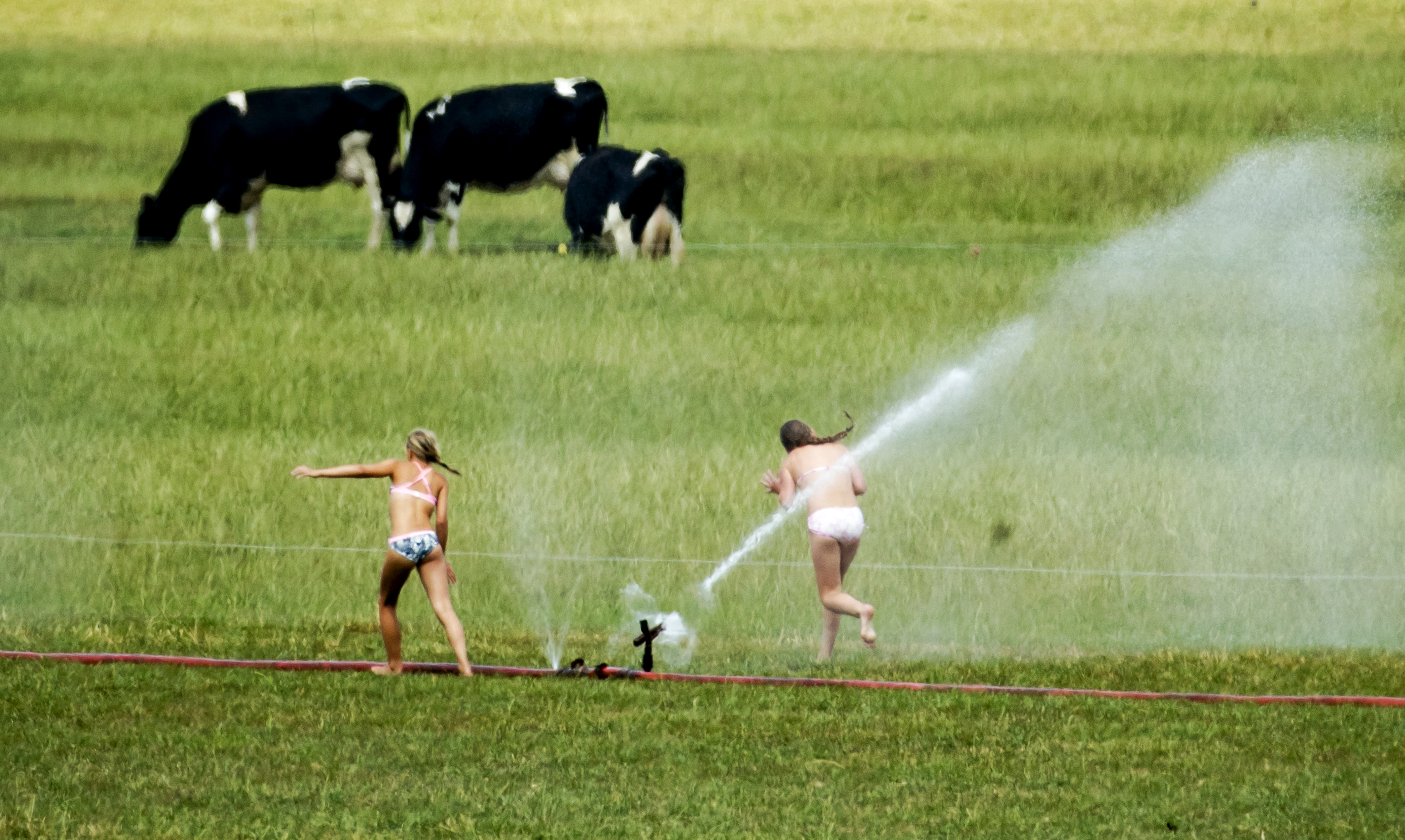 droogte nederland boeren