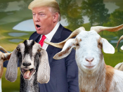 trump belasting geiten