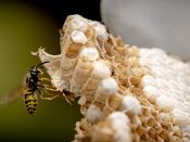 zomer, hitte, droogte, wespen