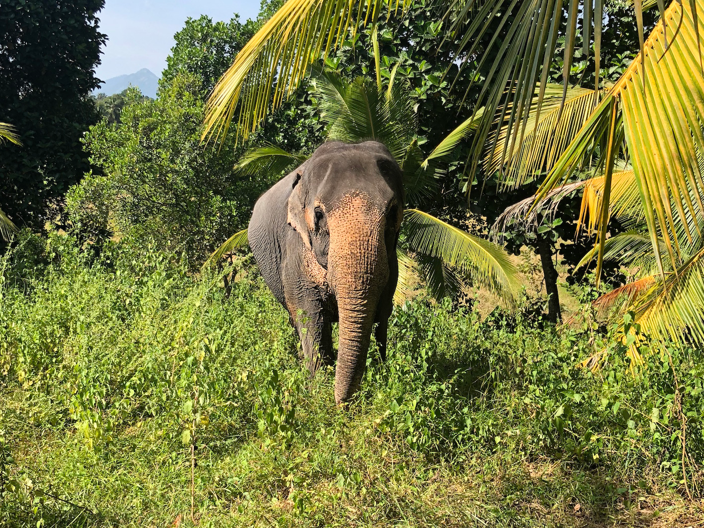 In Sri Lanka moet je oppassen voor olifanten op de weg.