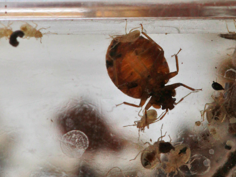 11 Bedbug Horror Stories That Will Keep You Up At Night