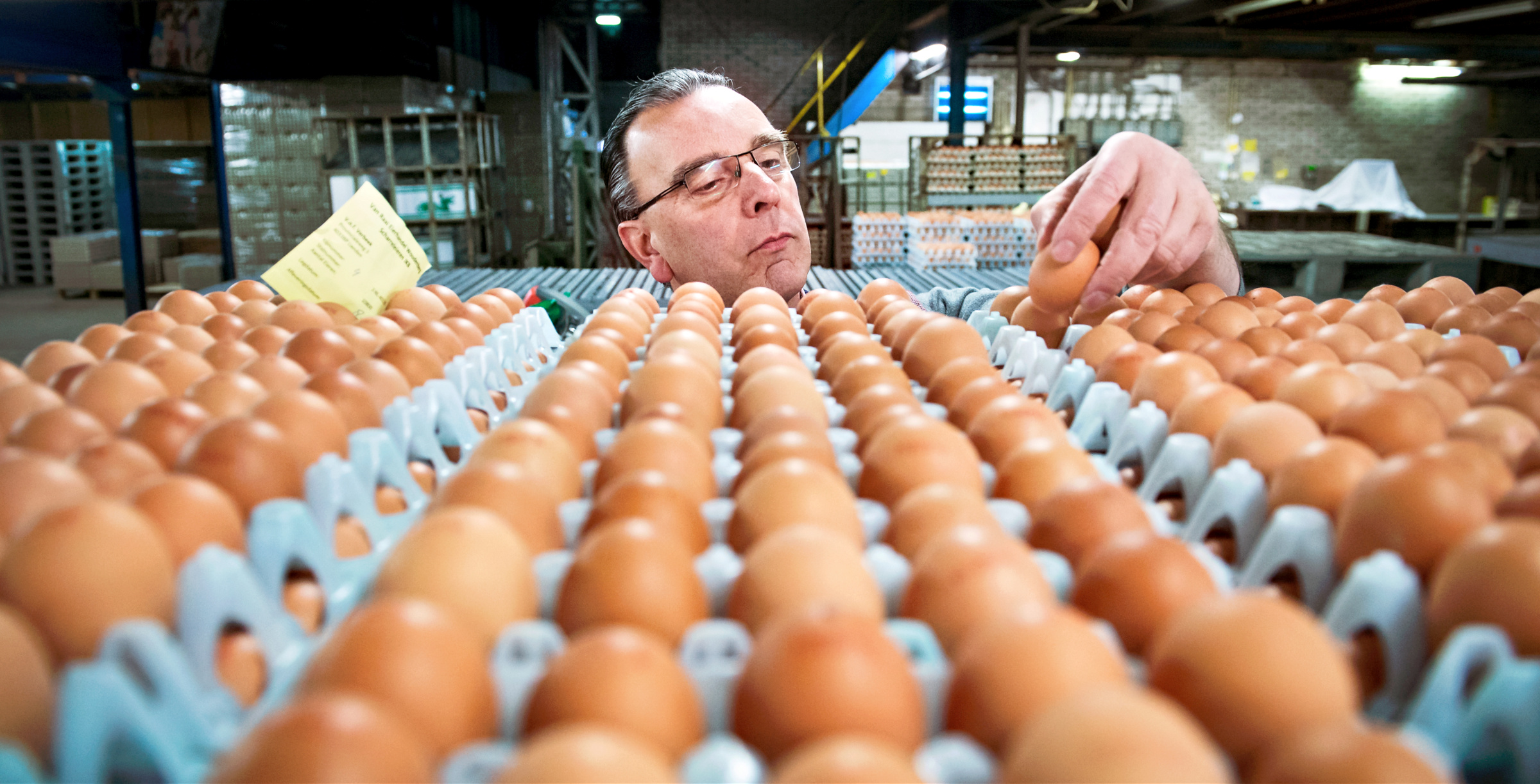 Kalmte berekenen wol Voor bruine eieren betaal je meer dan voor witte eieren, maar waarom?