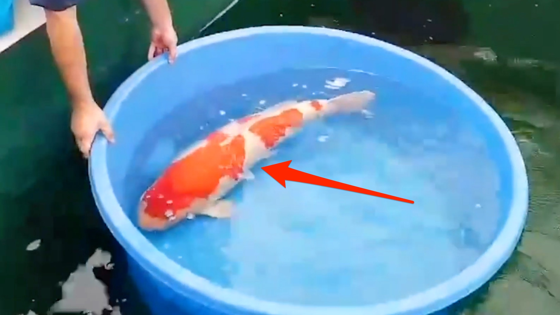 This fish sold for $1.8 million — here's why some koi fish are so expensive