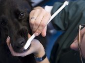 Een dierenarts van het Dierenziekenhuis in Dordrecht poetst het gebit van een hond.