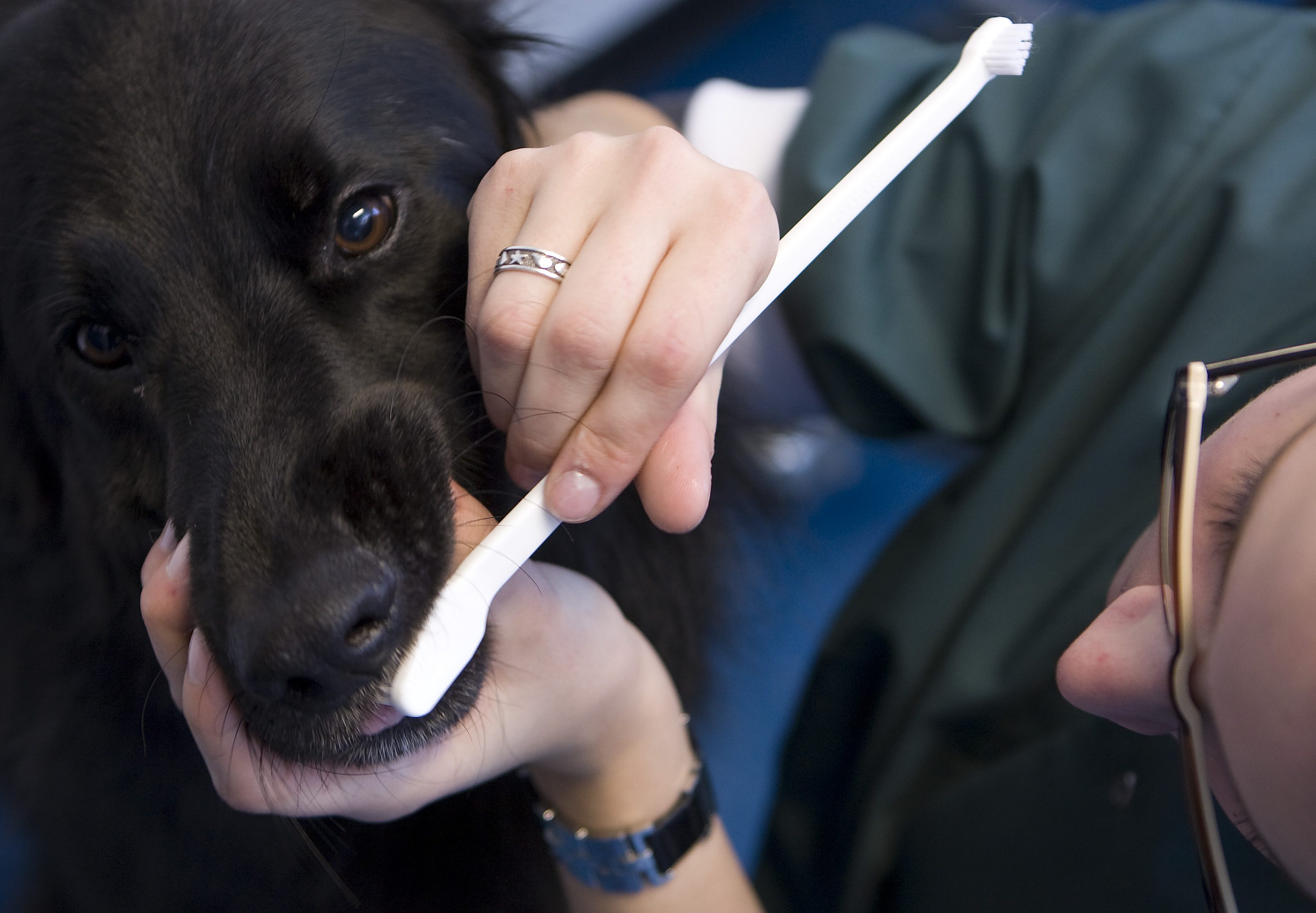 Een dierenarts van het Dierenziekenhuis in Dordrecht poetst het gebit van een hond.