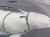Walvis met harnas van Russische Marine