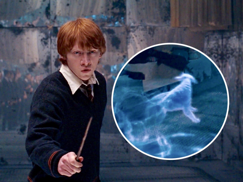 Ron Weasley's is a Jack Russell Terrier. 