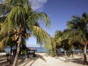 Palmenstrand op Bonaire.