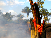 Branden in het Amazonewoud