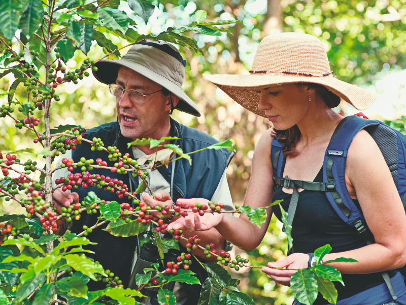 Латинская америка кофе. Пикинг кофе. Пикинг сбор кофе. Costa Rica Tourism. Costa Rica 1800s.