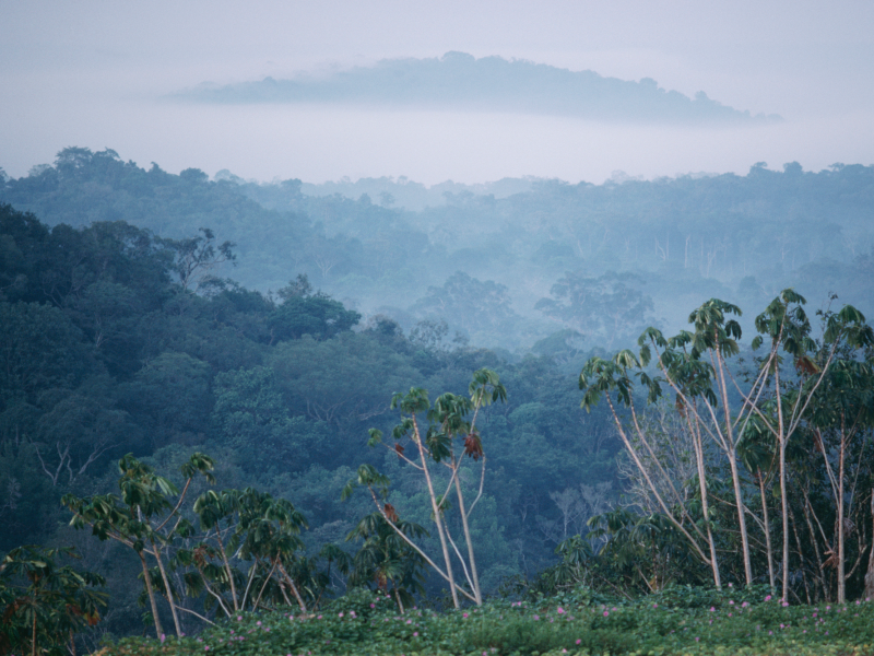 24 photos show the Amazon rainforest before and after the devastating