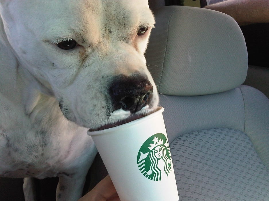 does starbucks have a drink for dogs