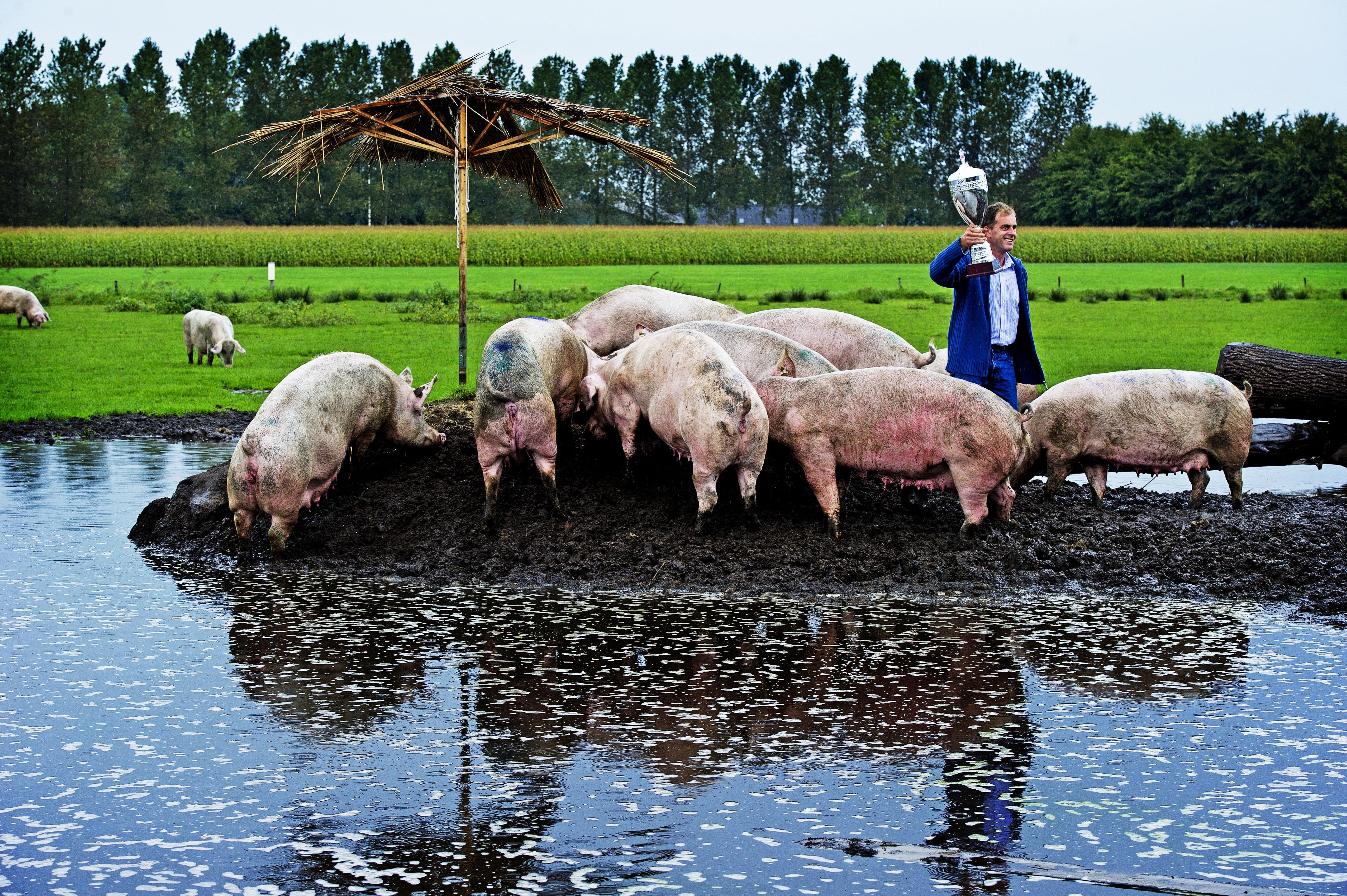 D66 wil het aantal varkens en kippen in Nederland met de helft terugbrengen. Zo kan Nederland voldoen aan de stikstofregels.