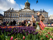Tulpen in Amsterdam.
