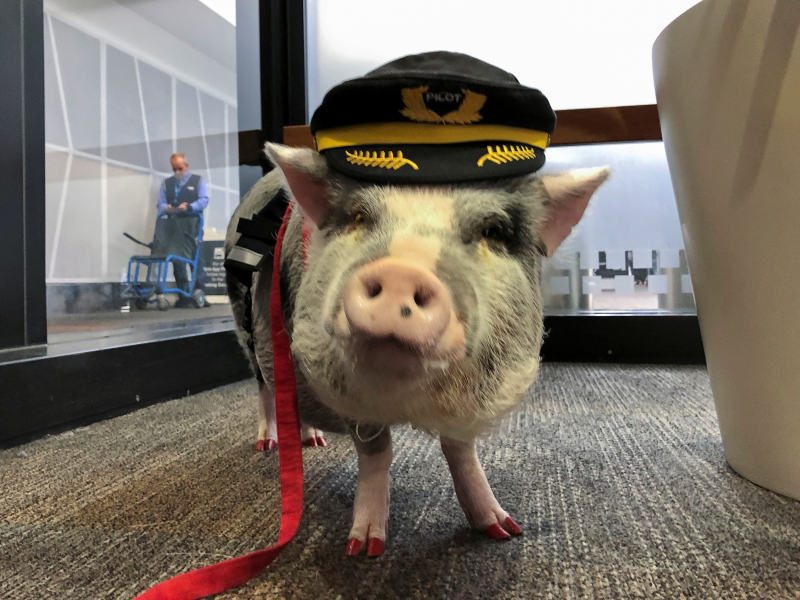 San Francisco is the first airport to have a therapy pig - Business Insider