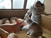 Werknemers van een varkenshouderij in oktober aan het werk in Zhangye in de Chinese provincie Gansu.