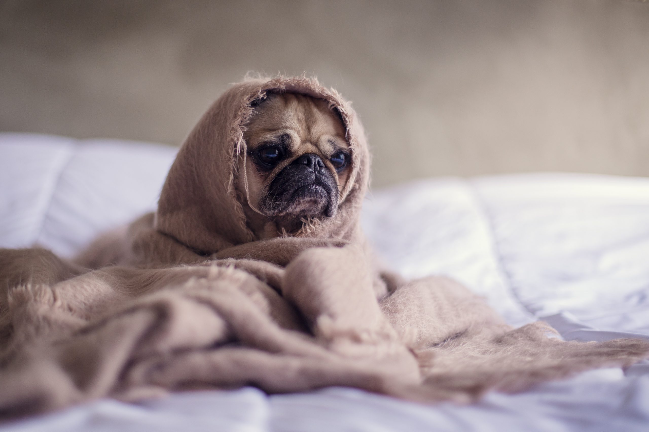Een hond in een deken