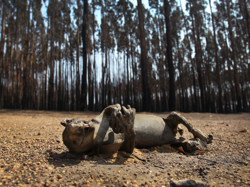 Devastating images of burned koalas and wallabies are emerging from ...