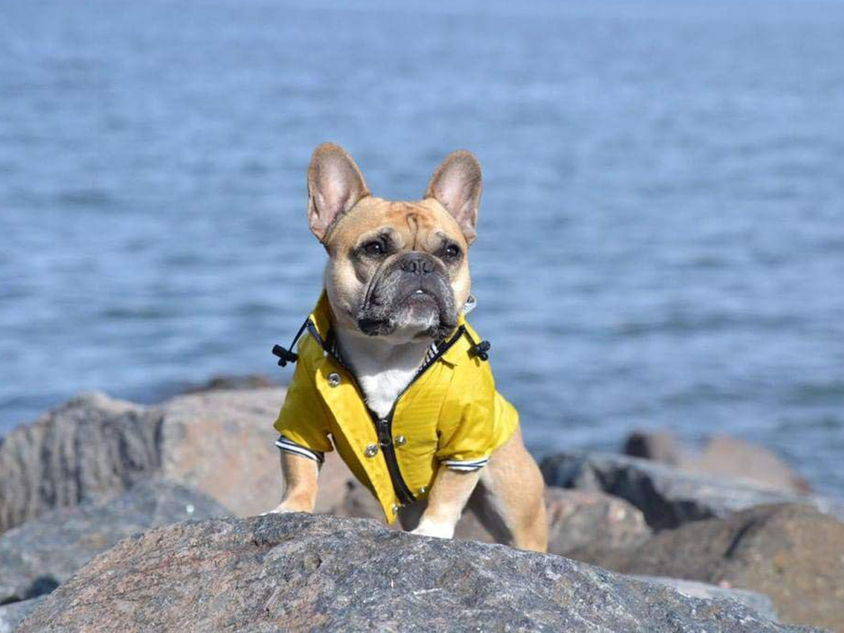 best puppy raincoat