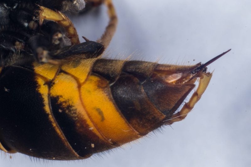 Photos show how menacing 'murder hornets' can be. The venomous beasts