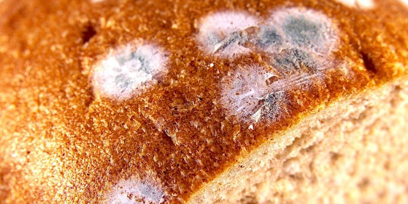 Tip Tuesday: Hmm… is there mold on my bread? – Froodly