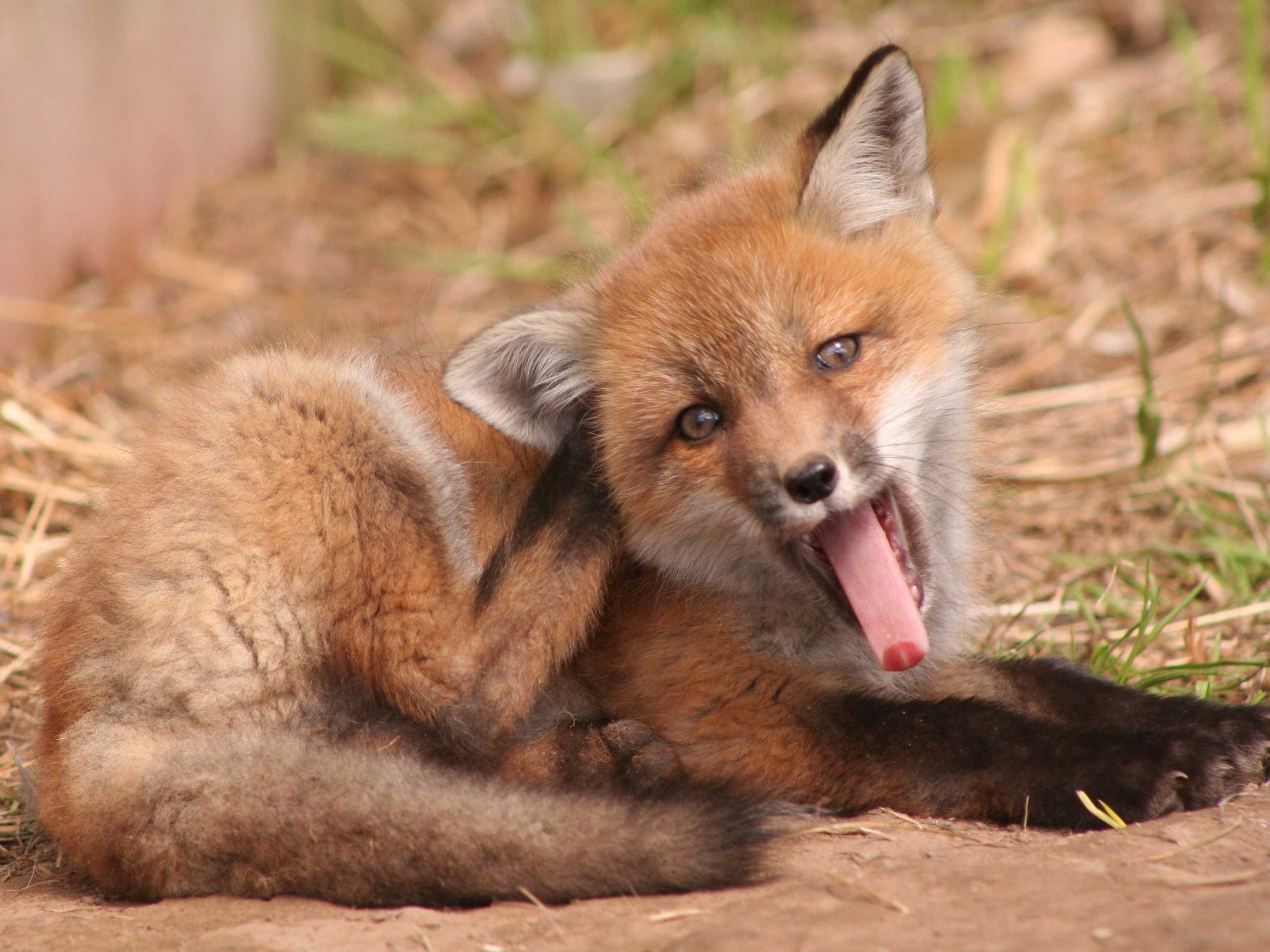 Those are foxes. Бейби Фокс лиса. Красная лиса. Звуки лисы. Животные шоколадные лиса.