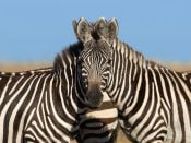 zebra's kenia bijzonder foto