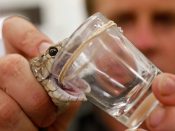Een onderzoeker verzamelt het gif van een Australische bruine slang, de op een na giftigste soort ter wereld.