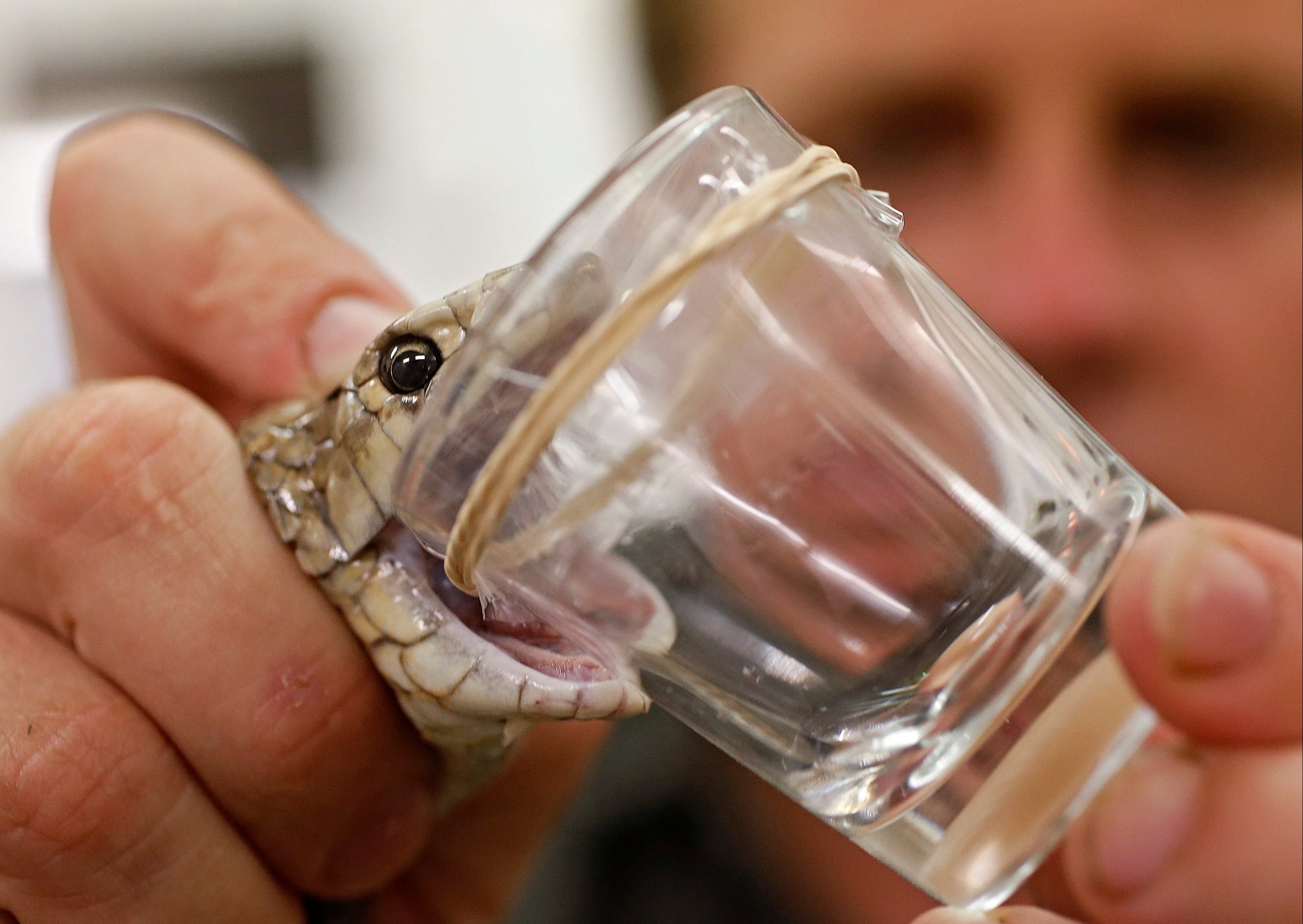 Een onderzoeker verzamelt het gif van een Australische bruine slang, de op een na giftigste soort ter wereld.