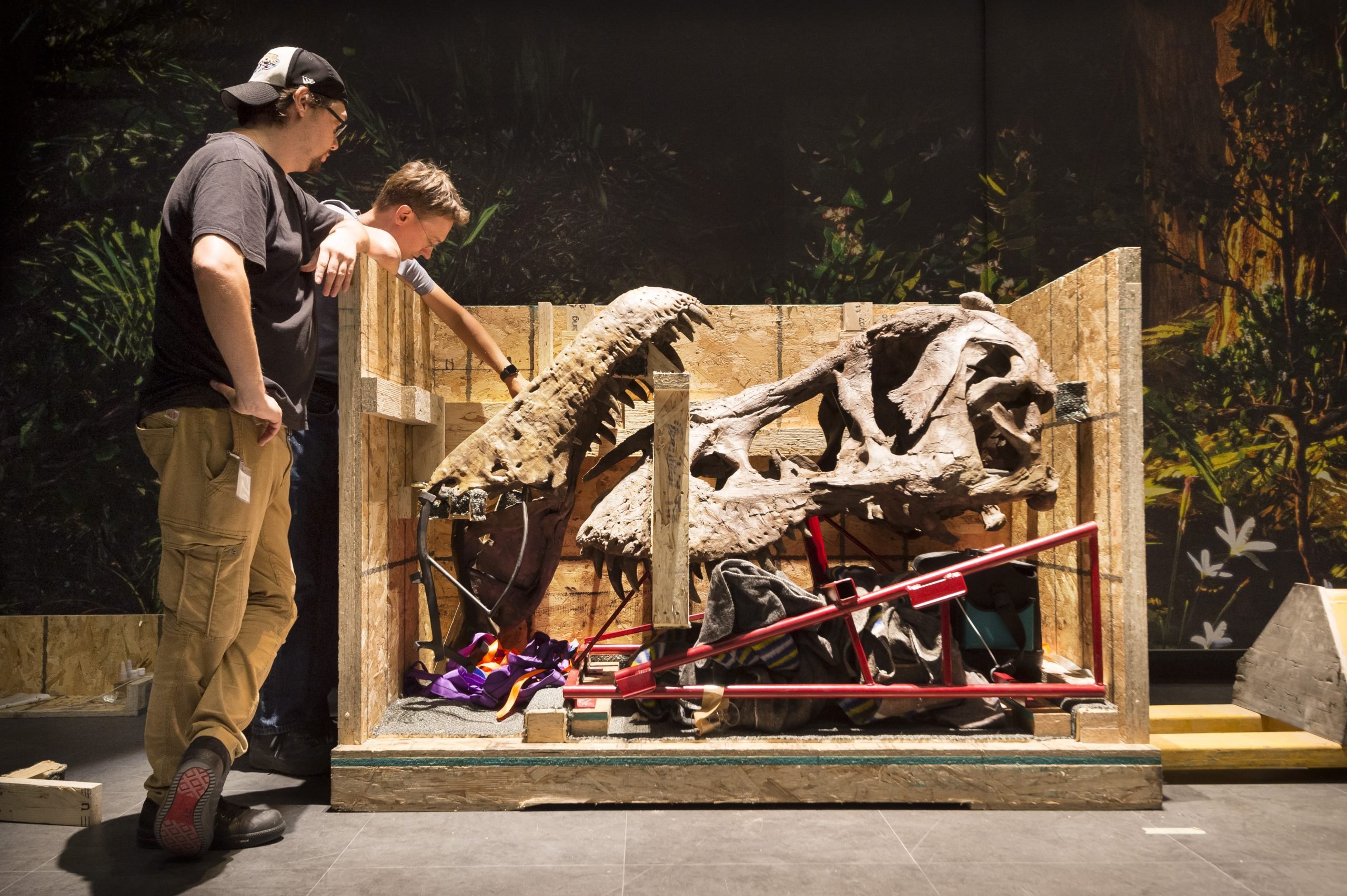 Foto: Tyrannosaurus rex 'Trix' wordt in elkaar gezet. Bron: Naturalis/Taco van der Eb