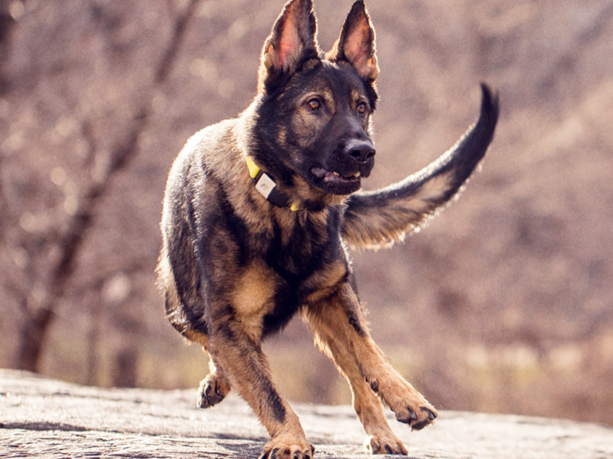 hiking dog collar