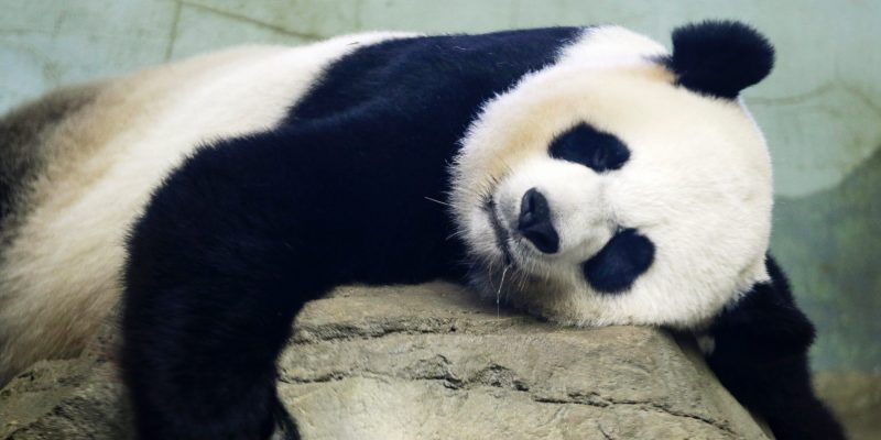 Donald Trump giant panda national zoo panda cub birth
