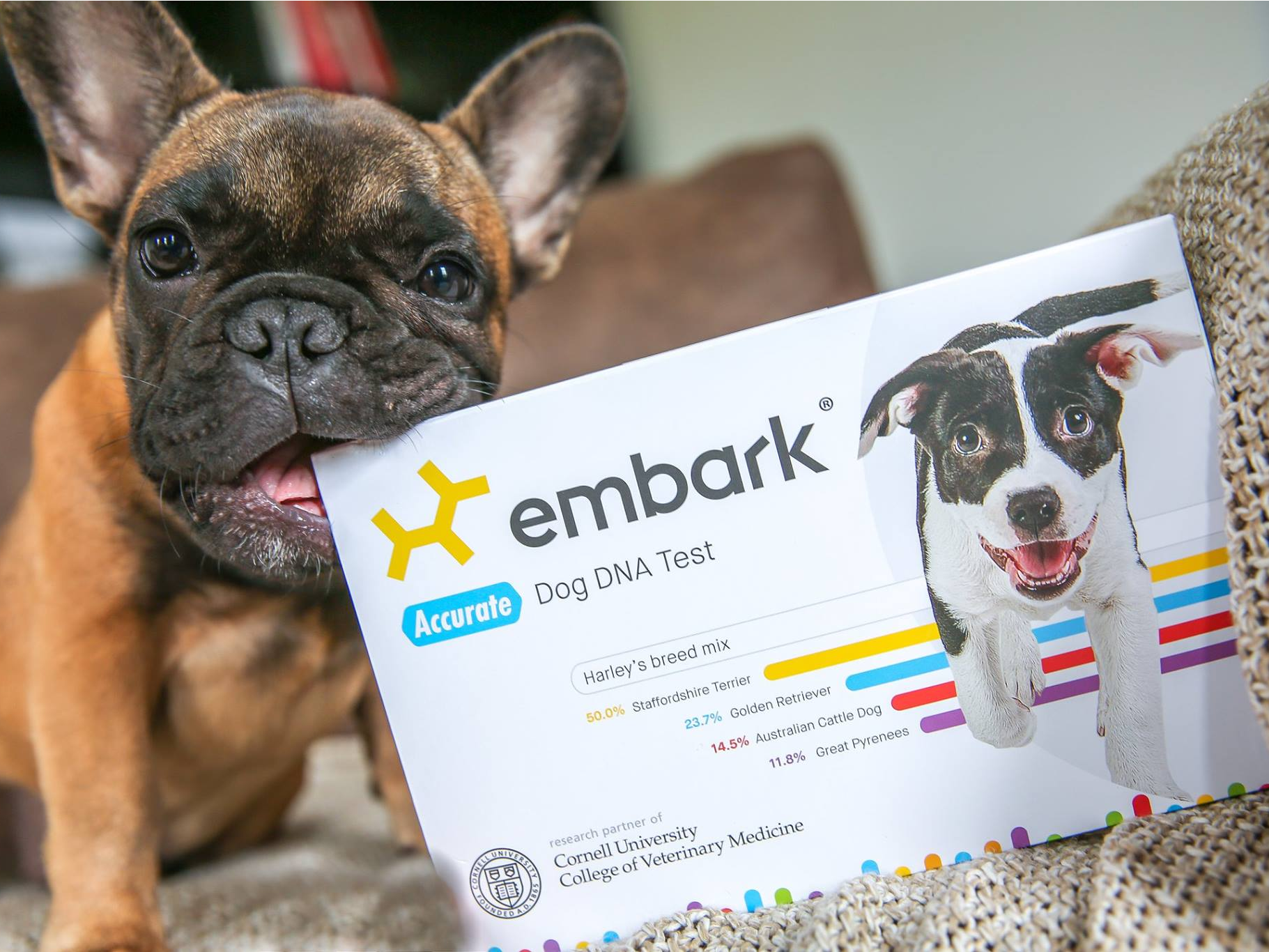 Embark best sale pet dna