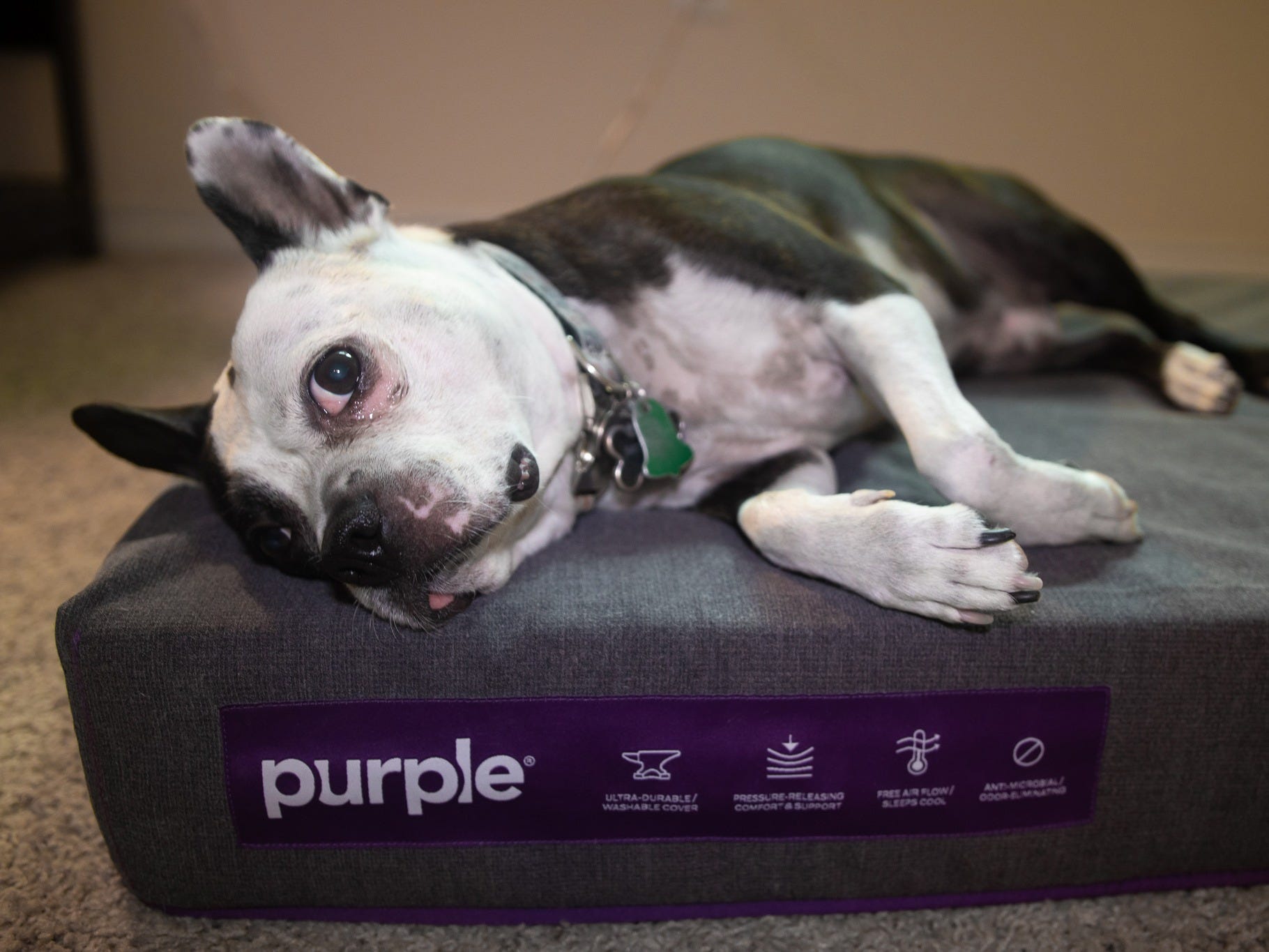 Purple mattress for dogs hotsell