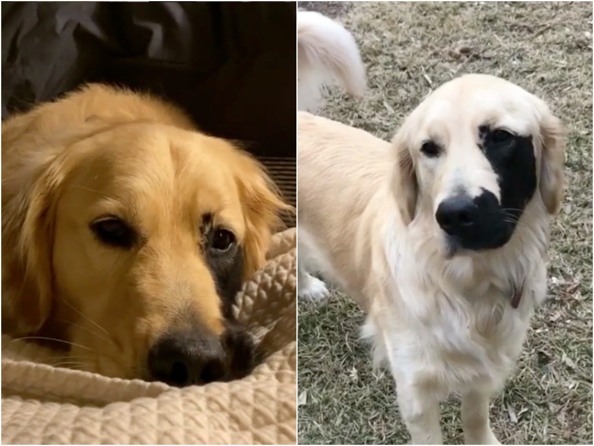 A golden retriever with an unusual 'black splotch' of fur on his face ...