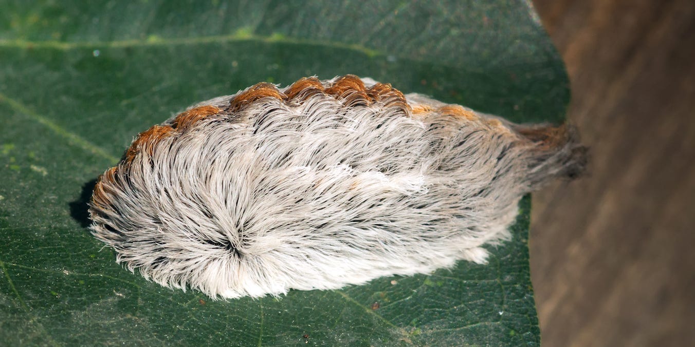 Poisonous furry caterpillars that look like wigs are popping up in Virginia