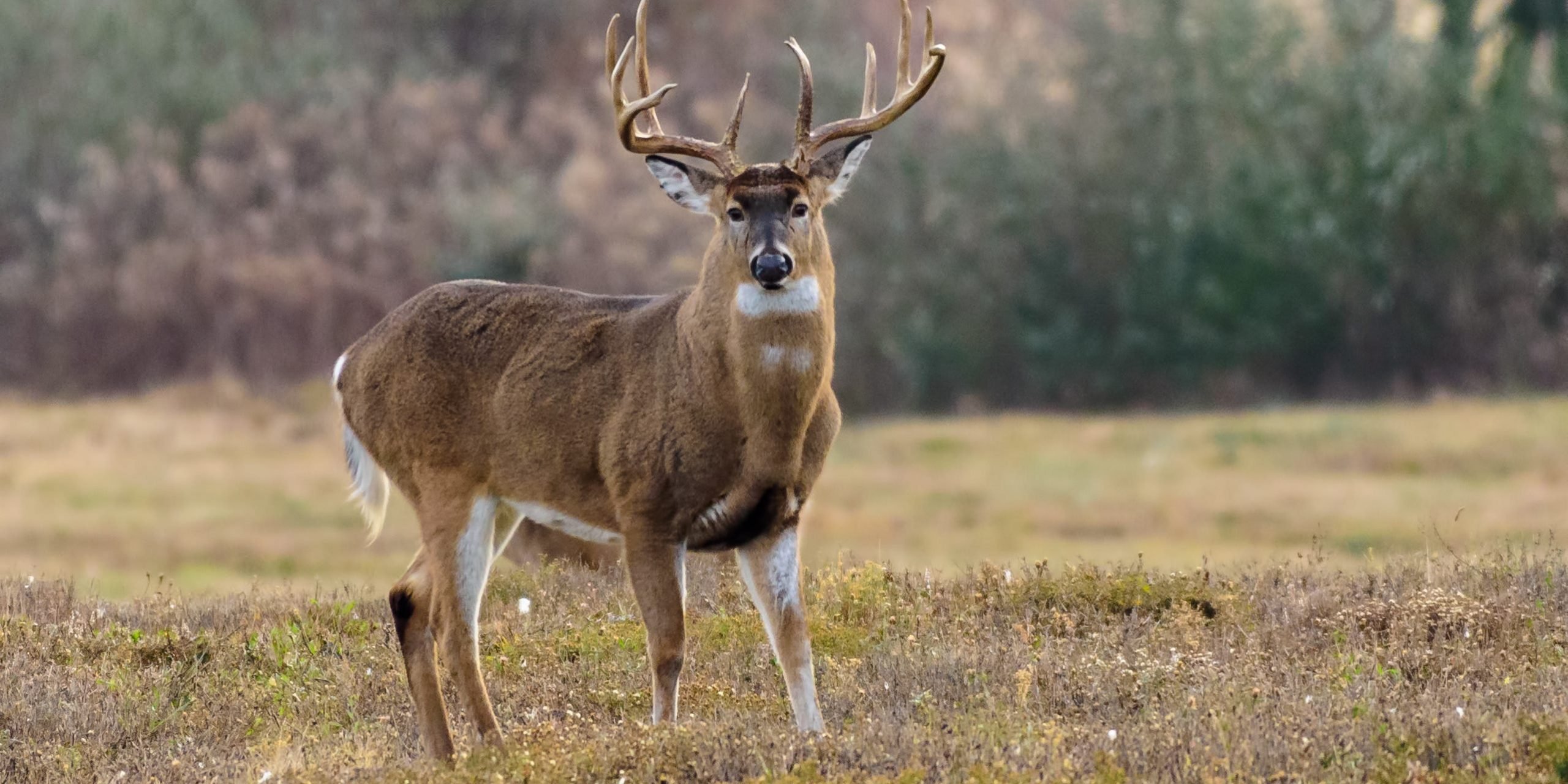 A 73-year-old in Colorado was fined more than $1,000 after her pet deer ...