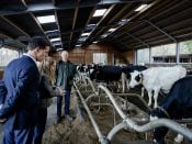 Premier Mark Rutte en minister Carola Schouten van Landbouw, Natuur en Voedselkwaliteit eind januari 2020 tijdens een bezoek aan een melkveebedrijf in de Gelderse gemeente Leuvenum.