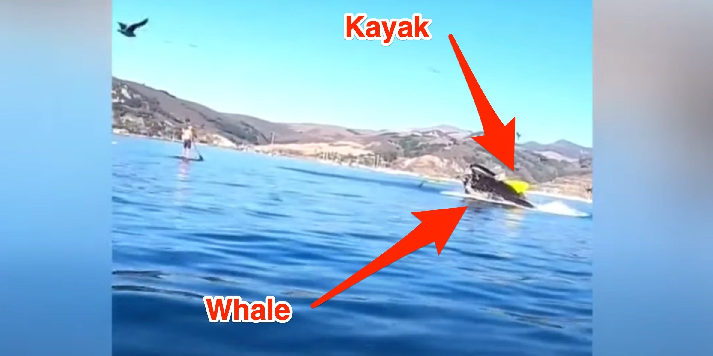 Videos Show A Humpback Whale Nearly Gulping Down 2 Kayakers Off The ...