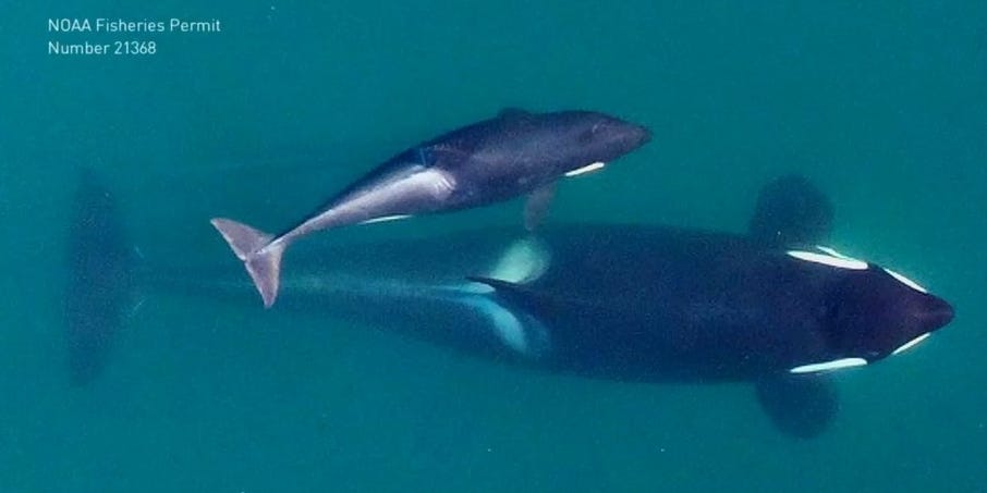 orcas