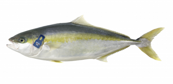 De Dutch Yellowtail. Foto: Kingfish De Dutch Yellowtail. Foto: Kingfish