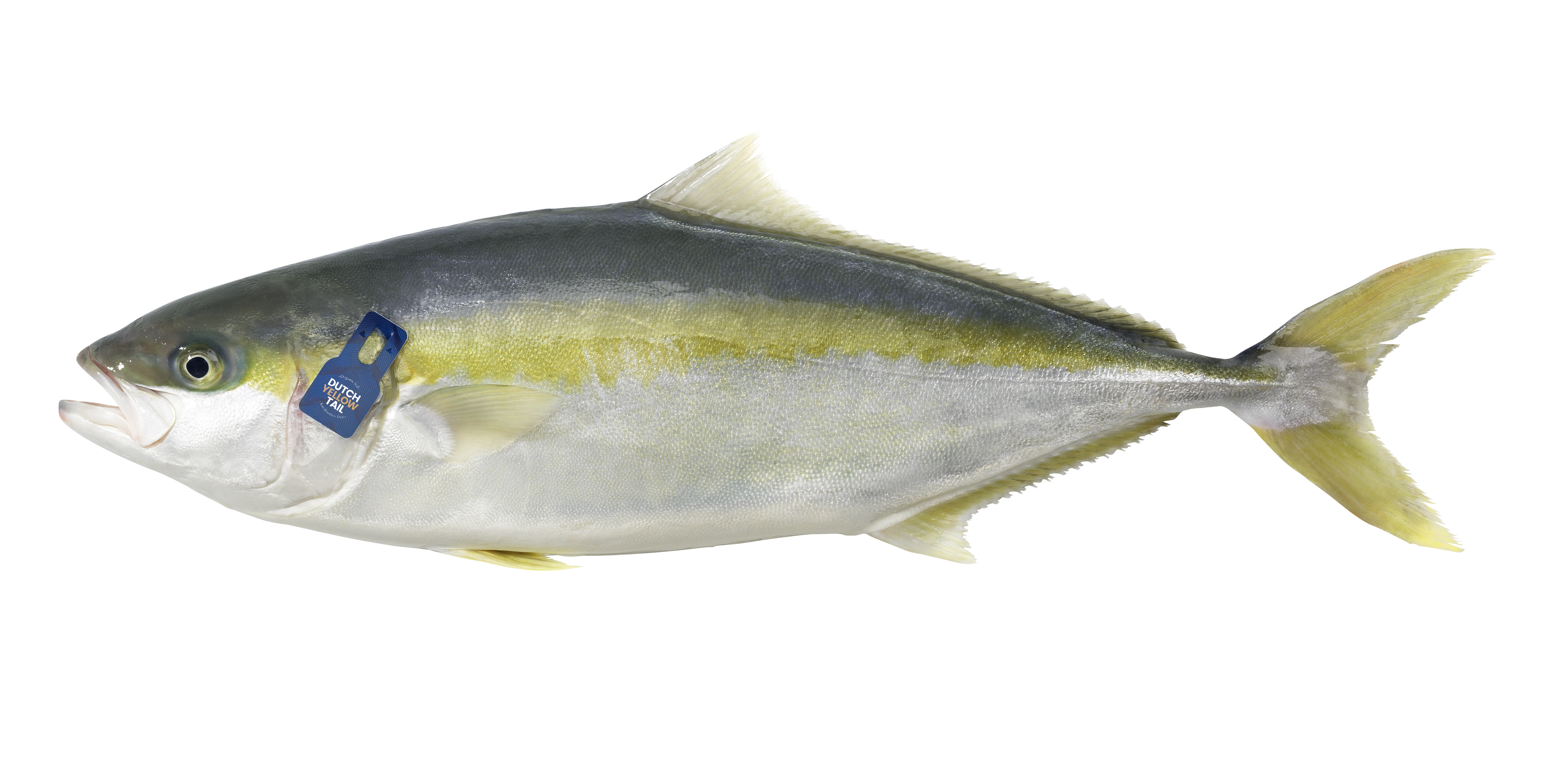 De Dutch Yellowtail. Foto: Kingfish