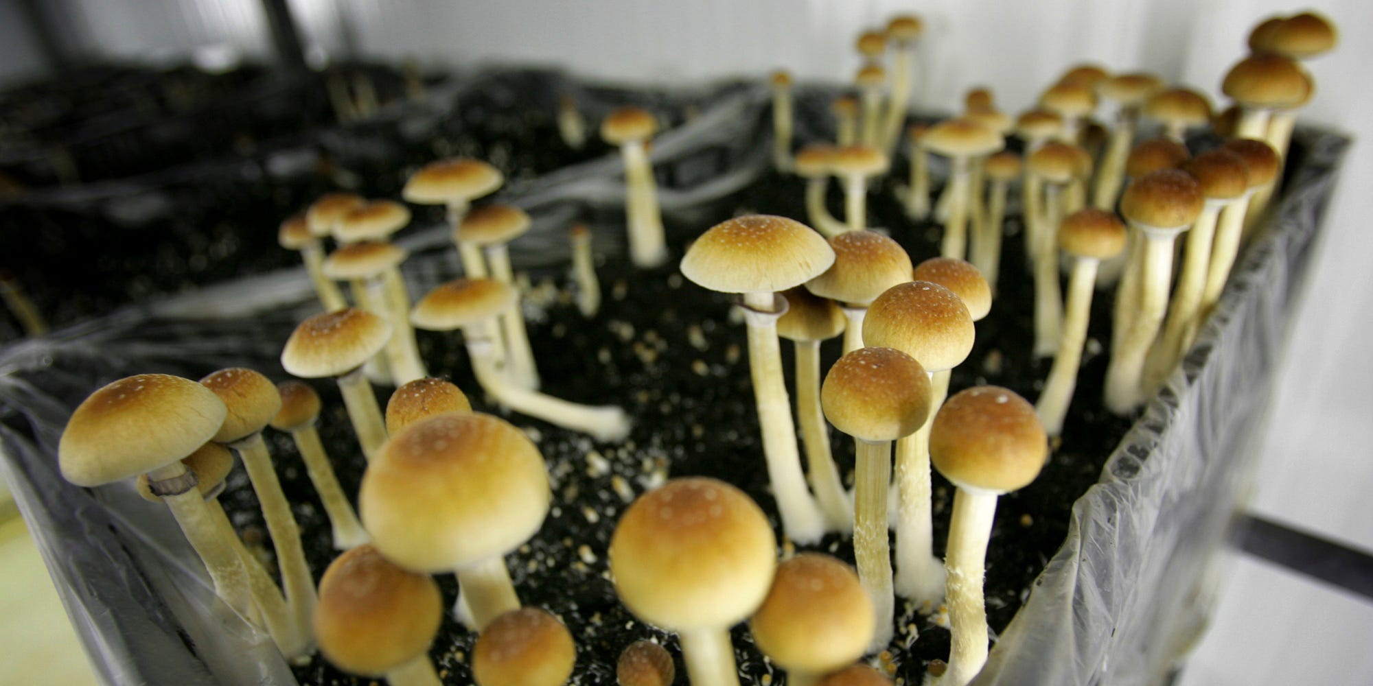 psychedelics magic mushrooms psilocybin