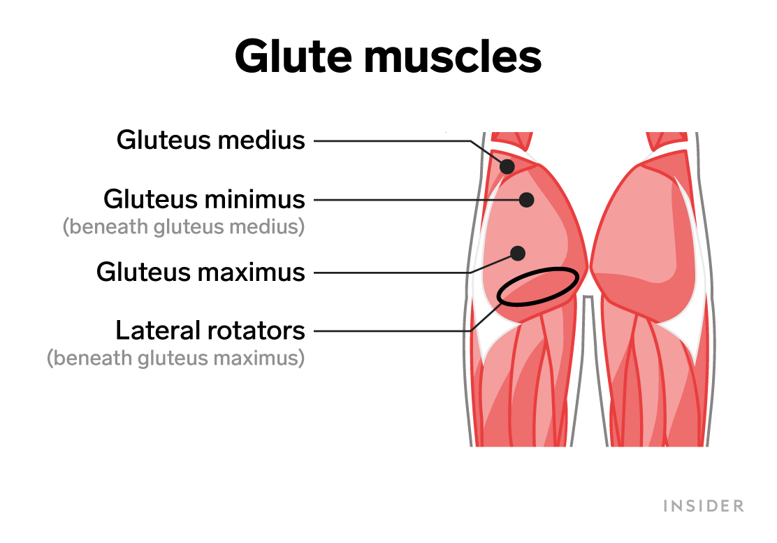 glute muscles