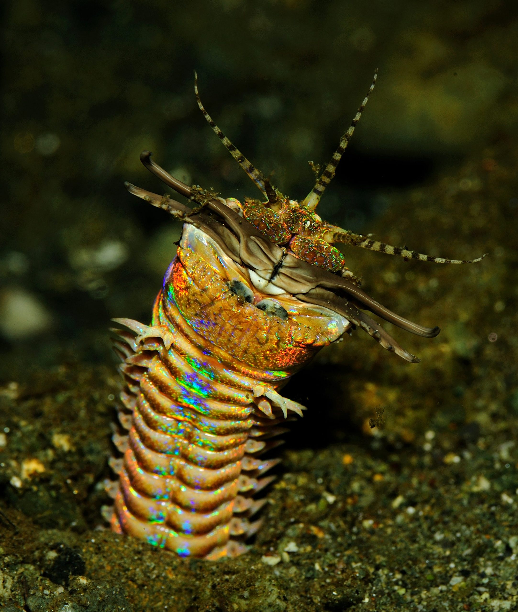 bobbit marine worm Eunice aphroditois