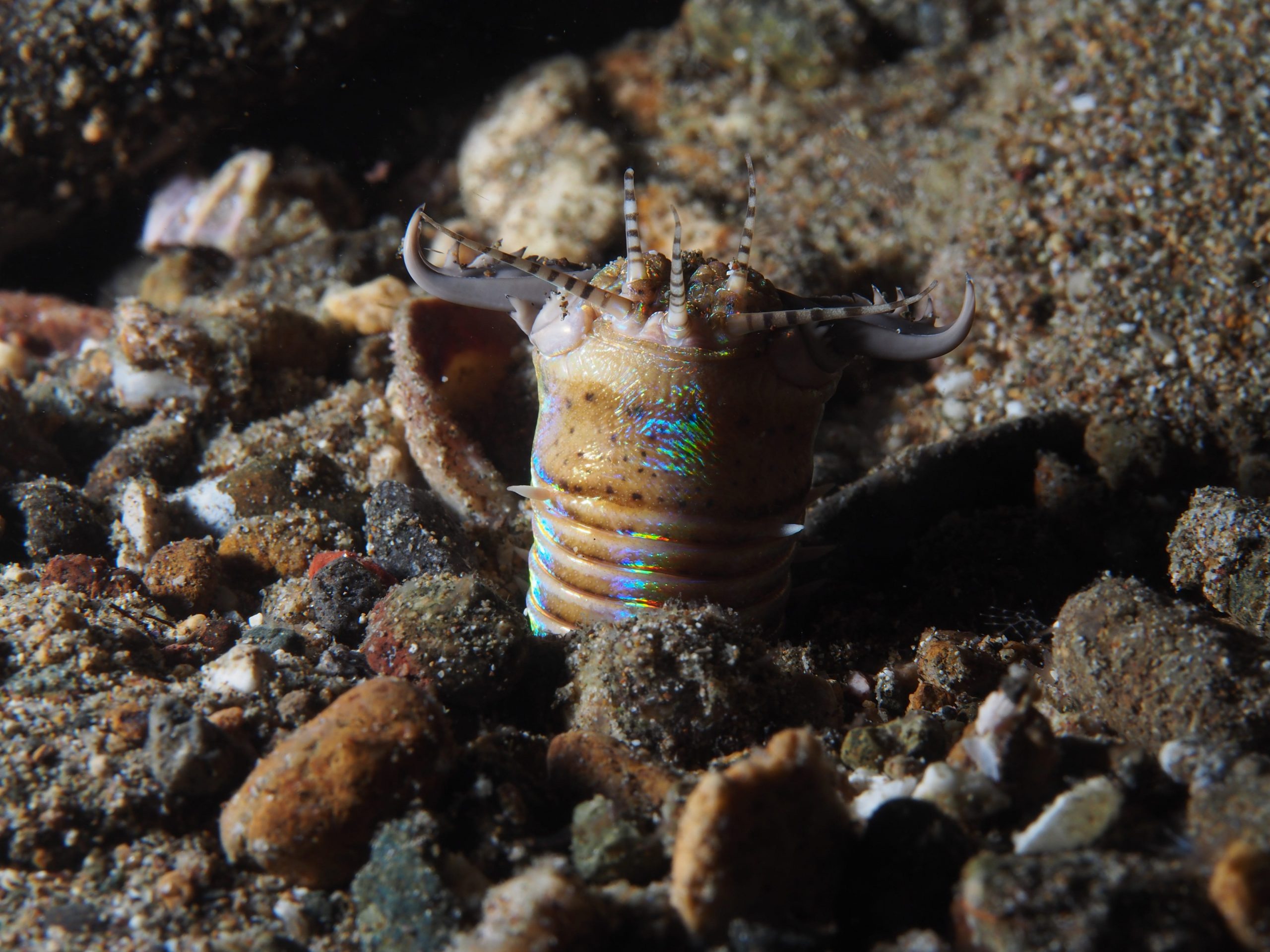 Bobbit marine worm