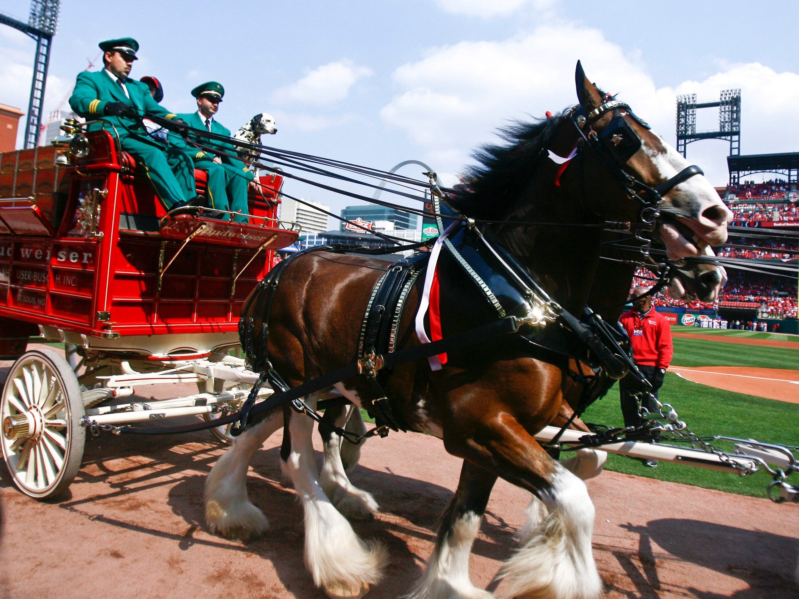 Budweiser Clydesdales