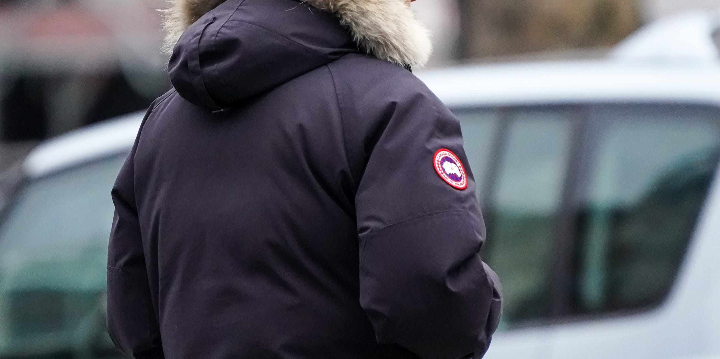 canada goose