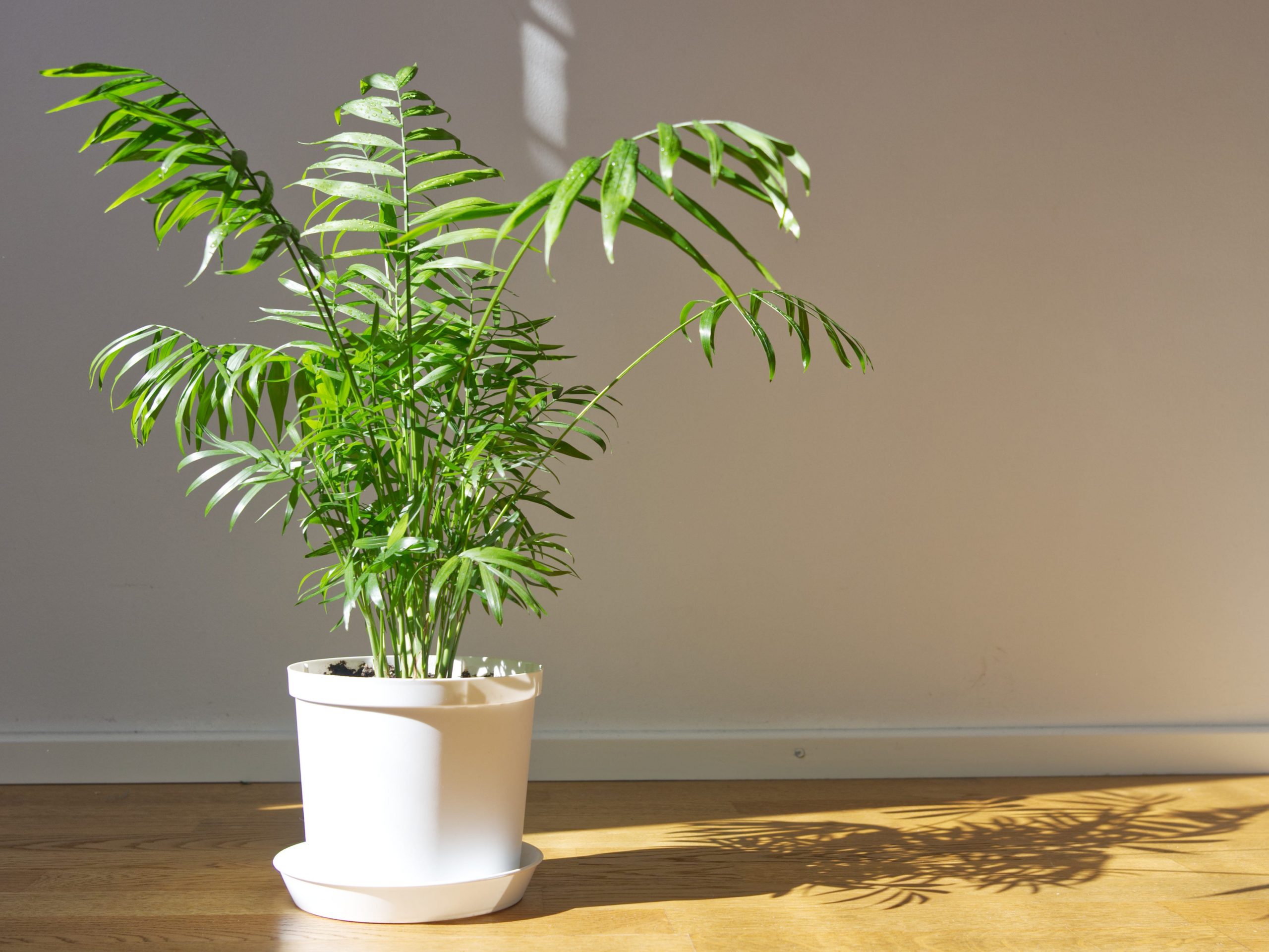 parlor palm houseplant in white pot