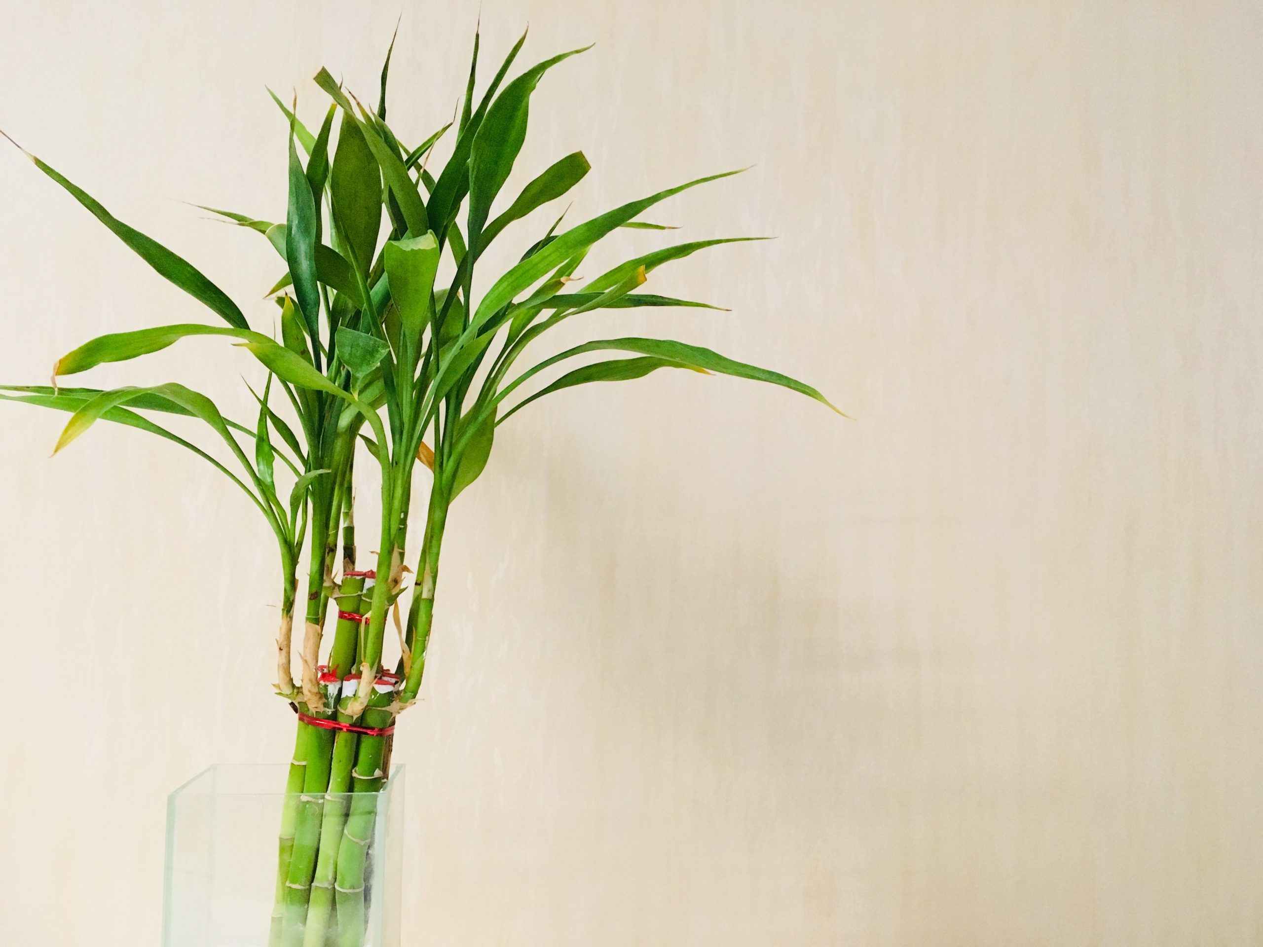 bamboo houseplant